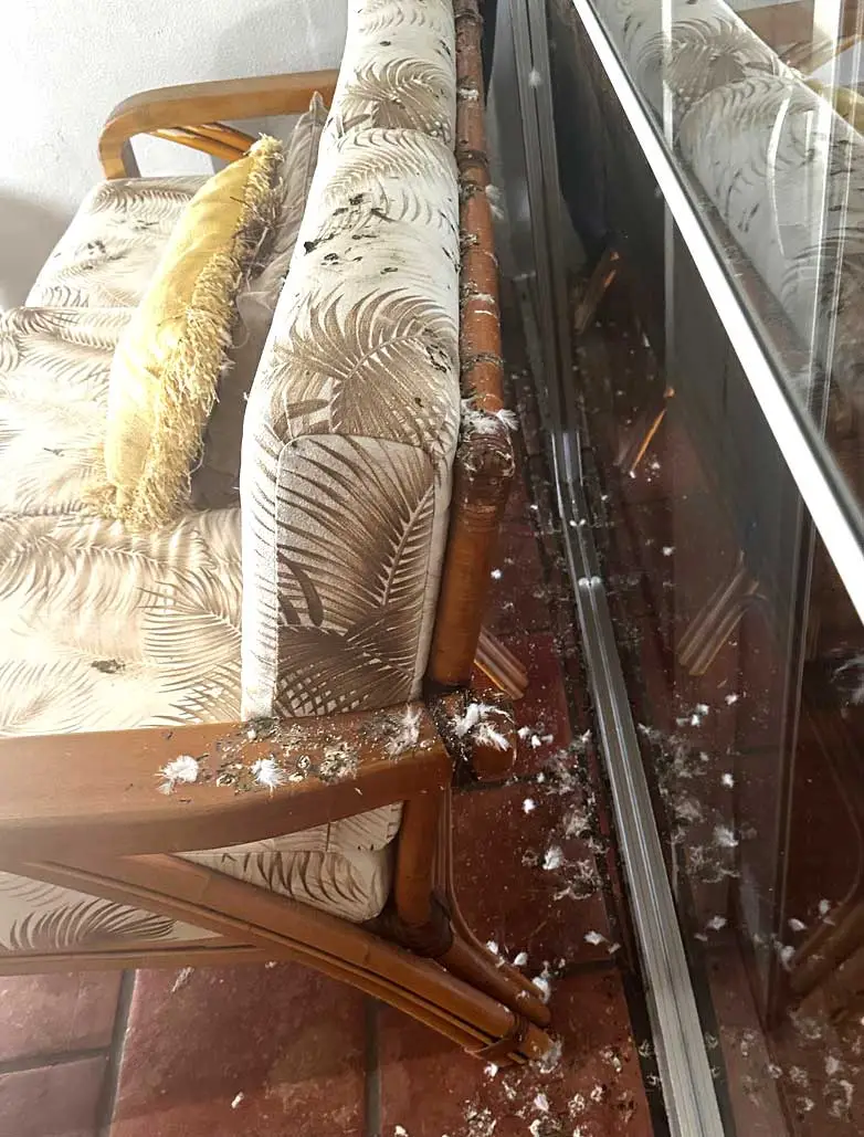 A guest won't forget this image - Shit happens but Bird Poop istoxic